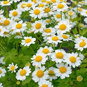  TANACETUM cinerariifolium Dalmatian Pellitory -далматински пиретрум (1600)